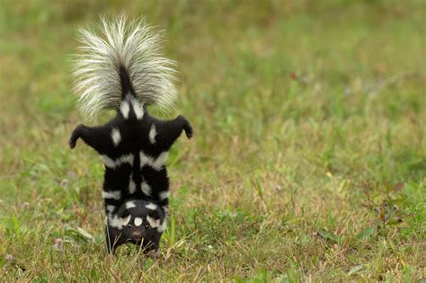 what is a spotted skunk